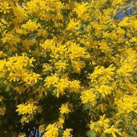 O'maxethel Oda ve Kahvaltı Soullans