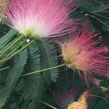 O'maxethel 3* Soullans