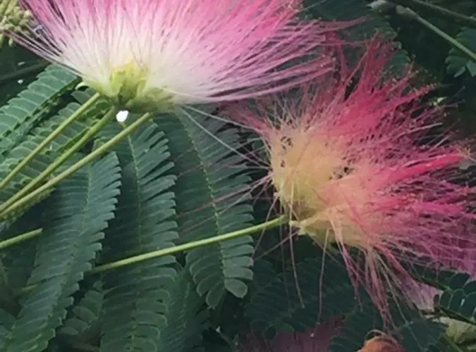 O'maxethel 3* Soullans